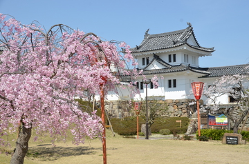 田辺城桜①.JPG